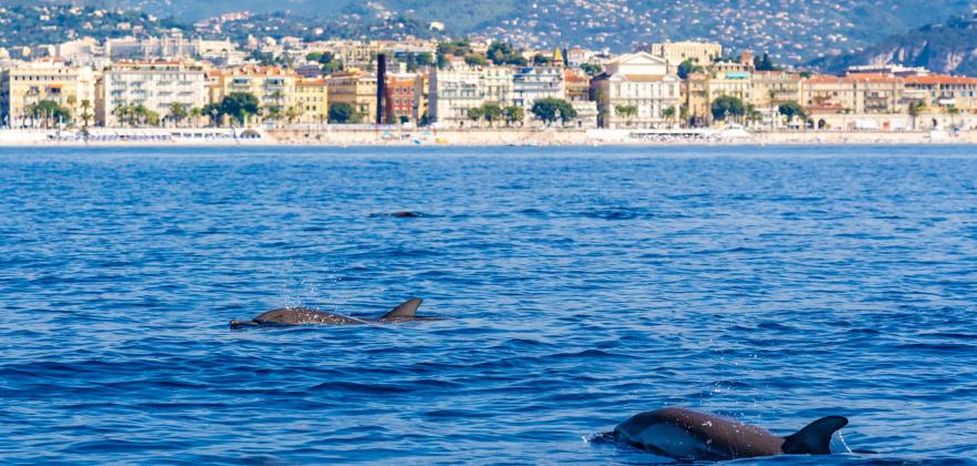 Tourisme responsable : visitez la Côte d’Azur par la mer sans polluer !